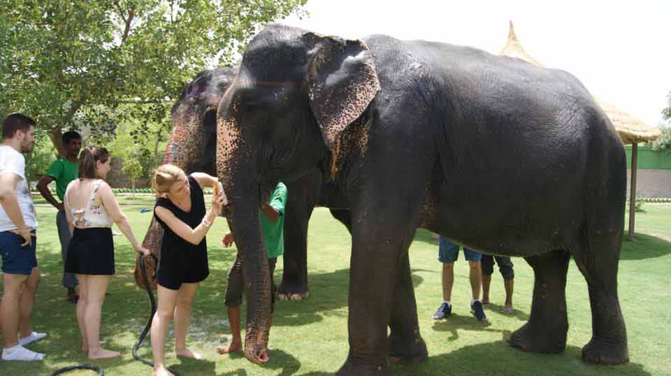 elephant care inde
